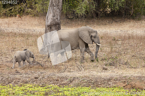 Image of Elephant