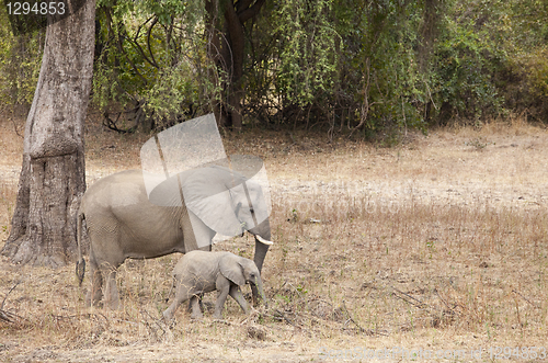 Image of Elephant