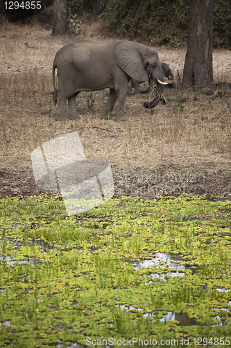 Image of Elephant