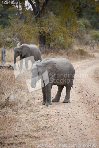 Image of Elephant