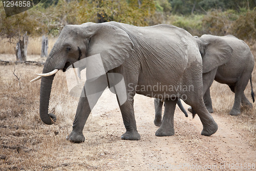 Image of Elephant