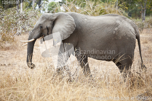 Image of Elephant