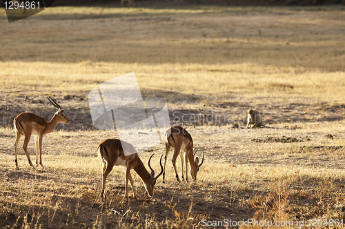 Image of Gazelle