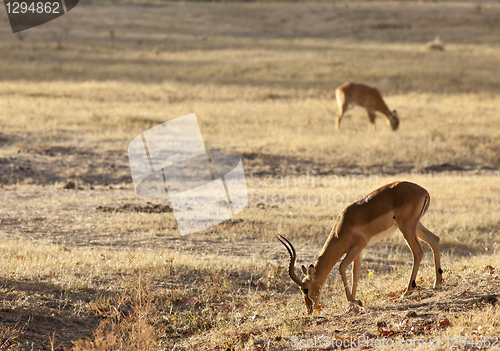 Image of Gazelle