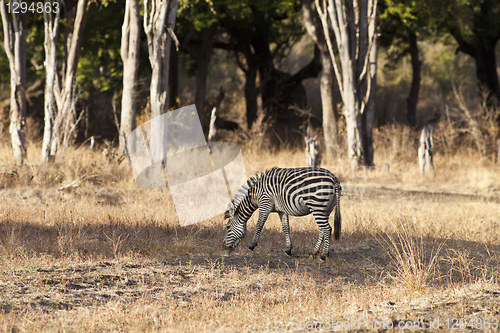 Image of Zebra