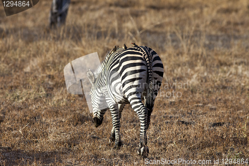 Image of Zebra