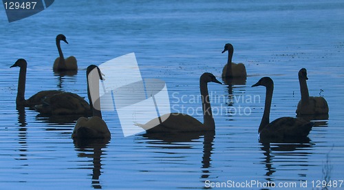 Image of Swans