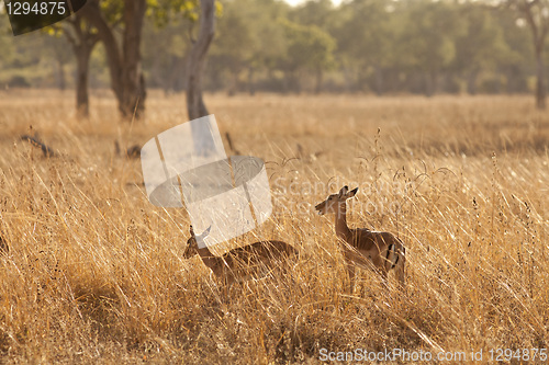 Image of Gazelle