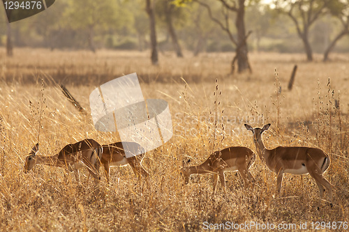 Image of Gazelle