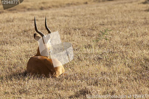 Image of Gazelle