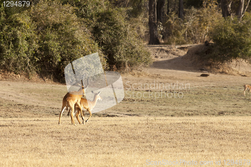 Image of Gazelle