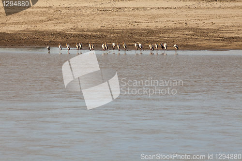 Image of African birds