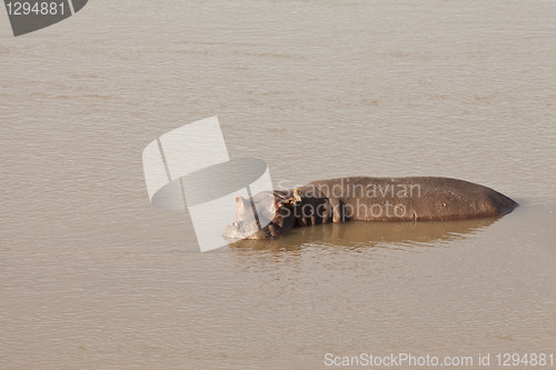 Image of Hippo