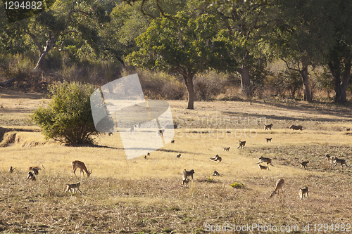 Image of Baboon
