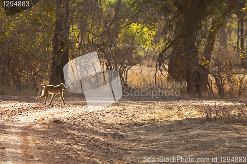 Image of Baboon