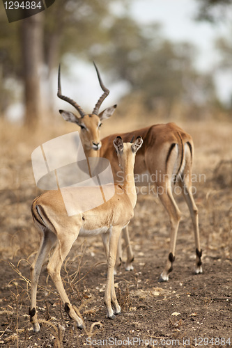 Image of Gazelle