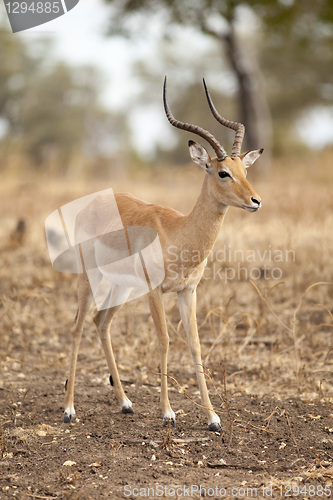 Image of Gazelle