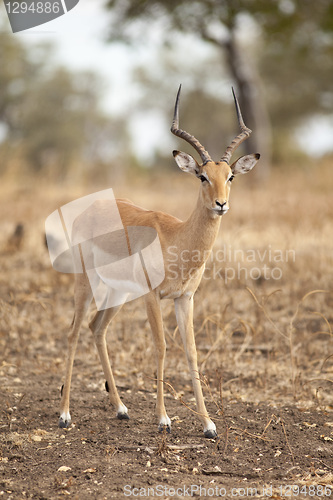 Image of Gazelle