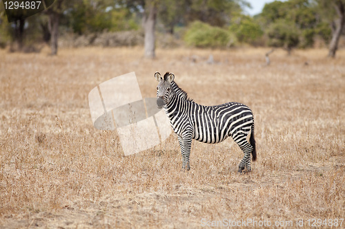 Image of Zebra