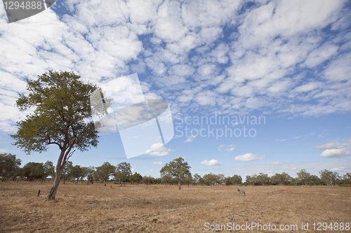 Image of Africa landscape