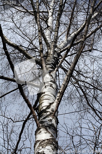 Image of Birch