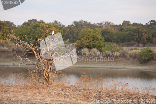 Image of Fisheagle