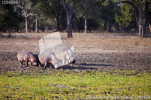 Image of Hippo