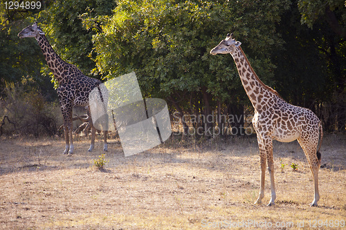 Image of Giraffe