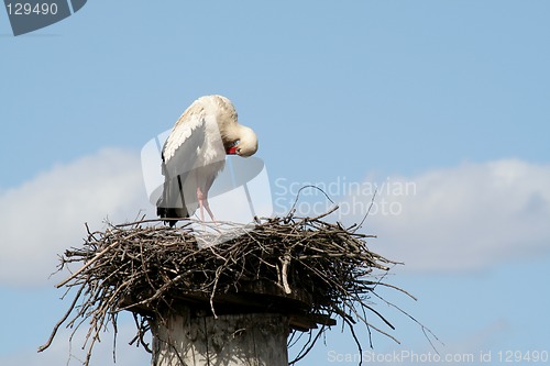 Image of Stork in his nest