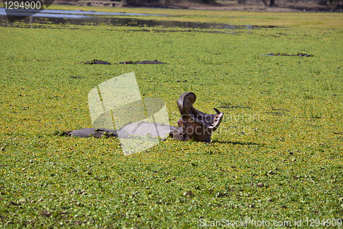 Image of Hippo