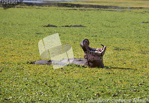 Image of Hippo