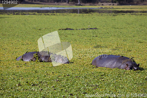 Image of Hippo