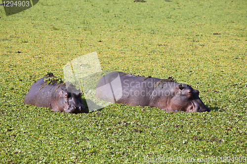 Image of Hippo