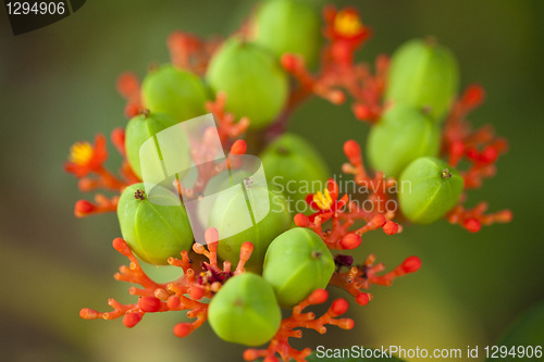Image of Tropical plant