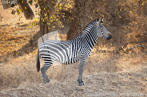 Image of Zebra