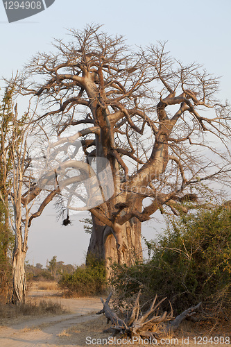 Image of Baobab tree