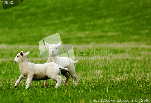 Image of Spring lambs