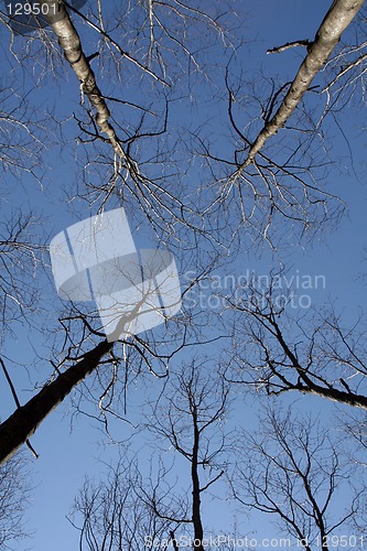 Image of Trees and sky