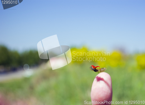 Image of taking off the finger of Ladybird