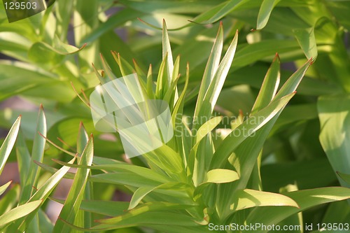 Image of Plants