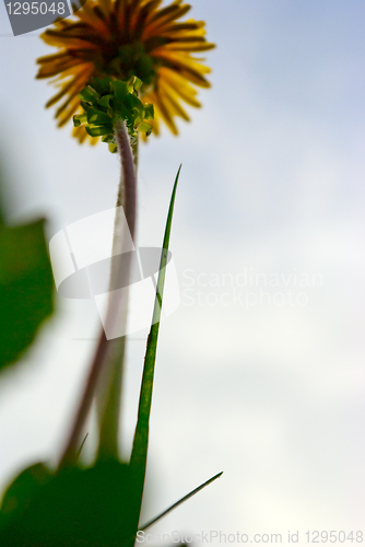 Image of colored floral background