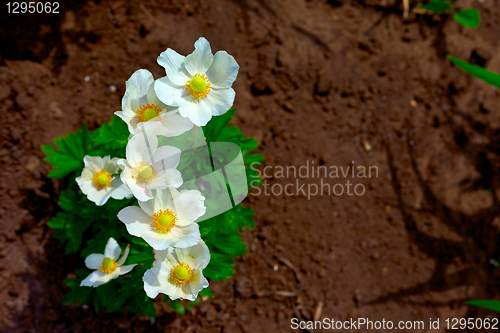 Image of Daisies in the morning