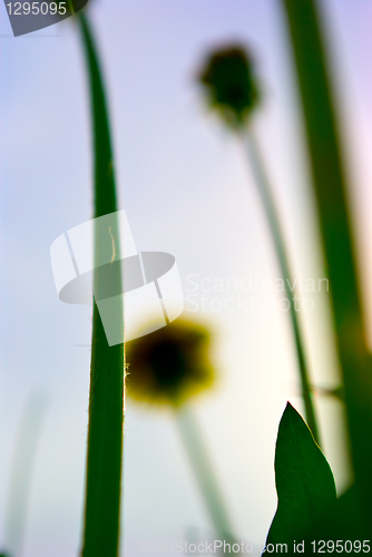 Image of colored floral background