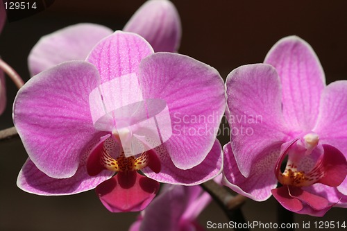 Image of Orchid