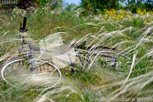 Image of bicycle lying on the grass