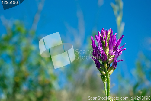 Image of colored floral background