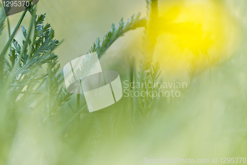 Image of nature background with grass