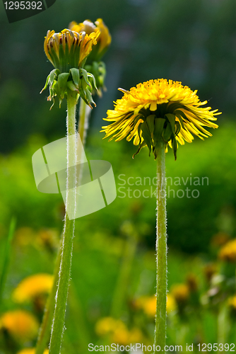 Image of colored floral background