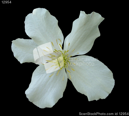 Image of Clematis on black