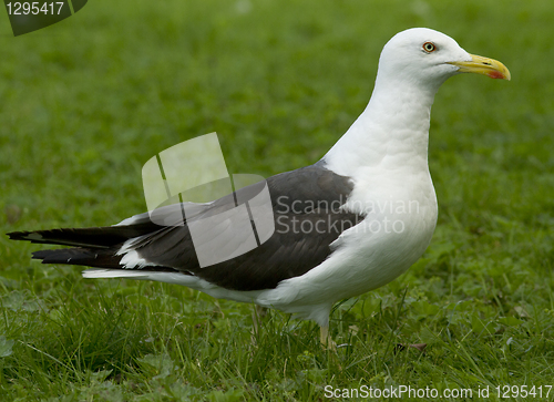 Image of Lesser Black-backed Gull